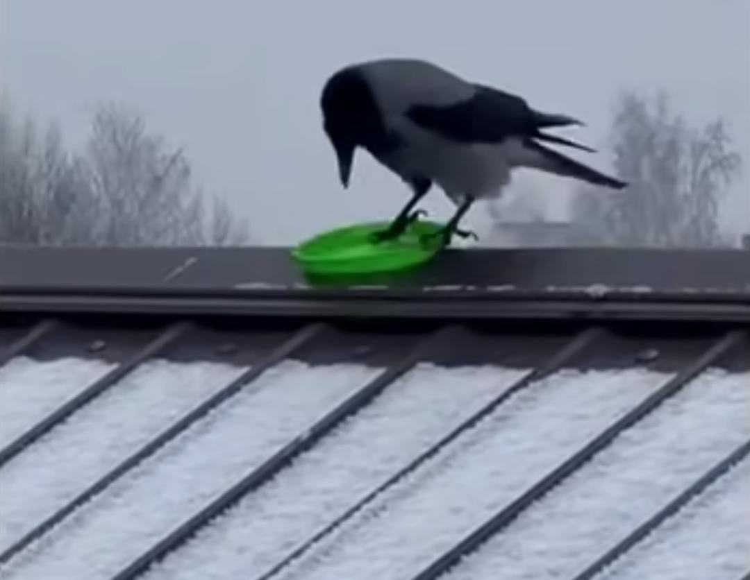 crows-snowy-slide-clip-1c32a.jpg
