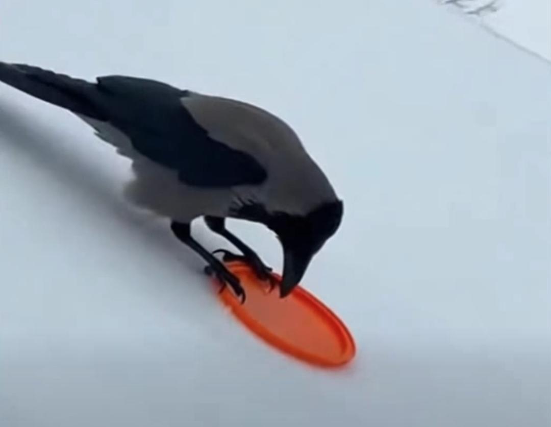 crows-snowy-slide-clip-5-6018d.jpg