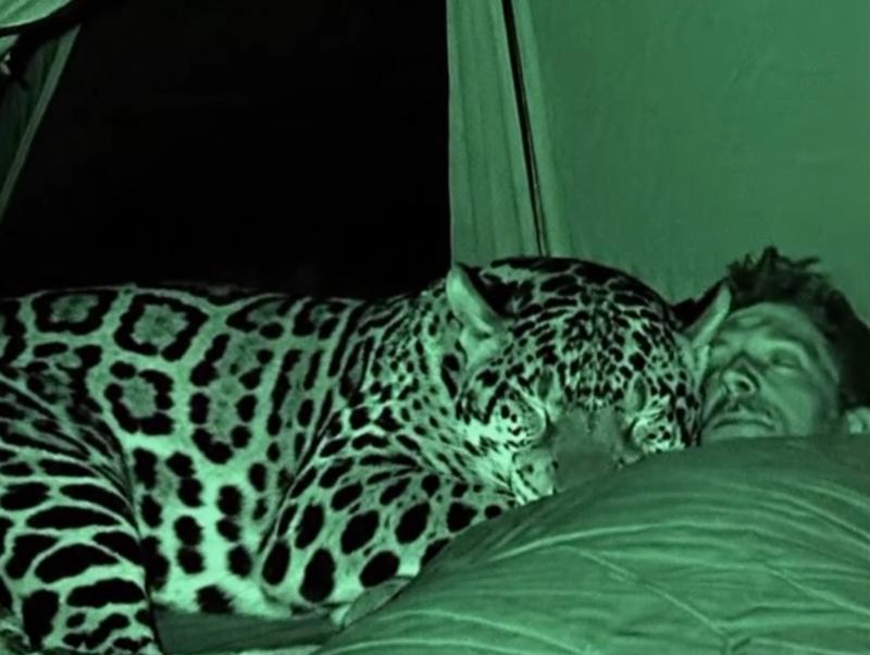 https://whitelabel-manager-production.ams3.digitaloceanspaces.com/thumbs/jaguar-crawled-inside-tent-1-aa98b.jpg_800x.jpg