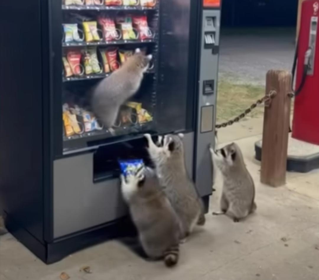 raccoons-acting-unnaturally-1-16539.jpg