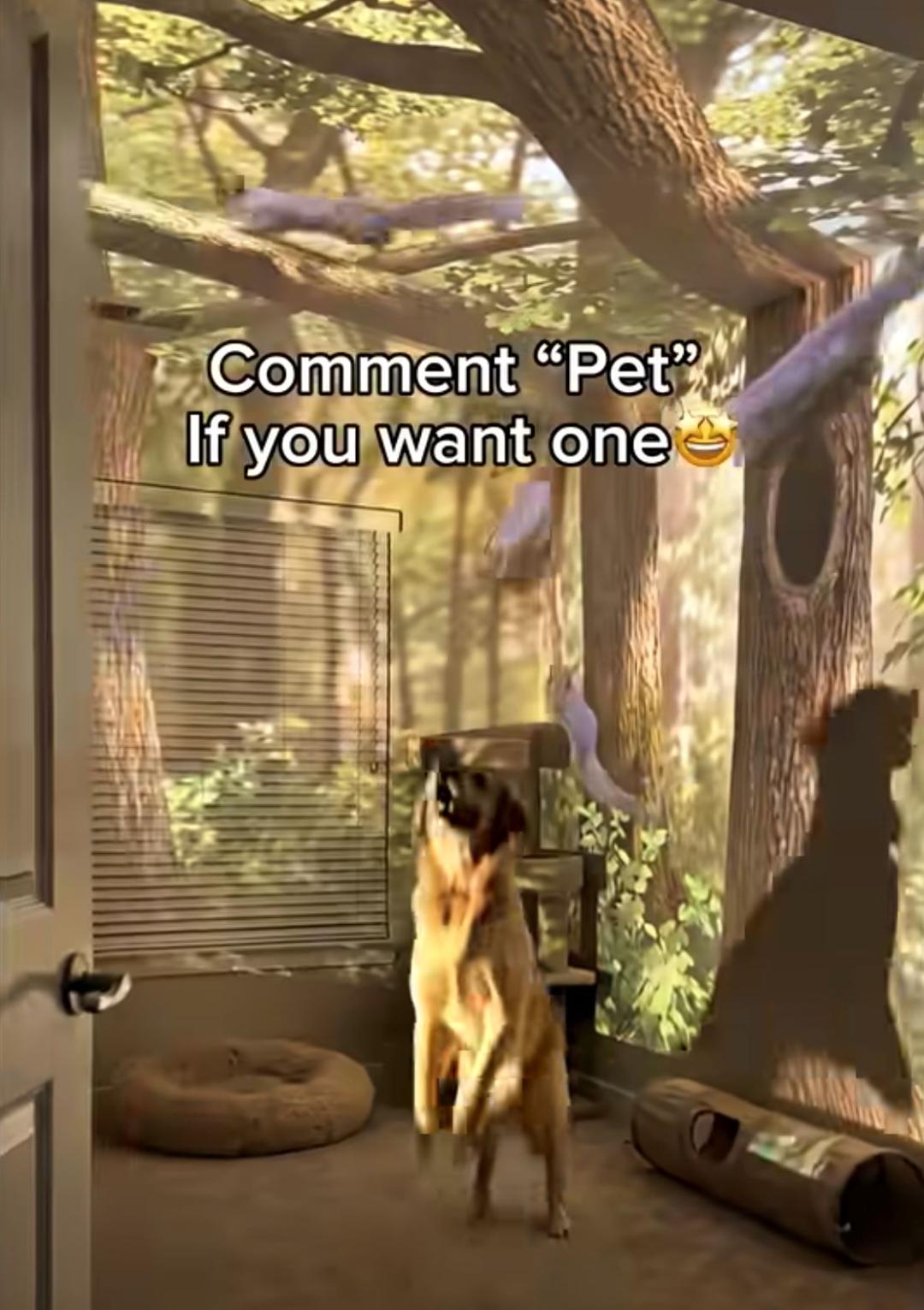 screenshot-of-paw-lumen-light-projector-social-media-promotional-clip-showing-projection-quality-as-shown-in-the-clip-7d547.jpg